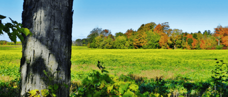 A tree in the middle of a field.