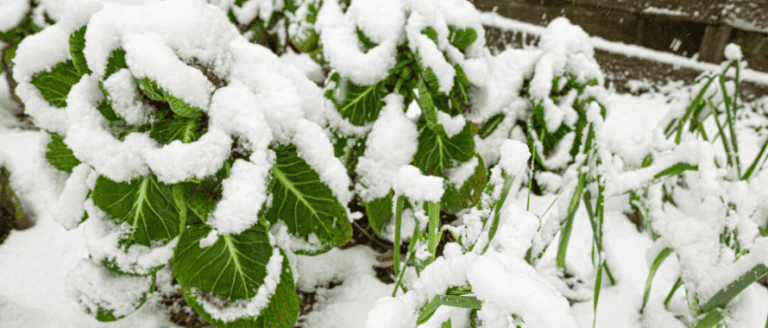 A garden covered in snow with green plants.