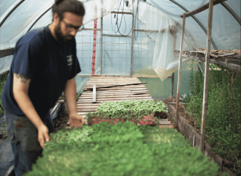 A man working in a greenhouse.