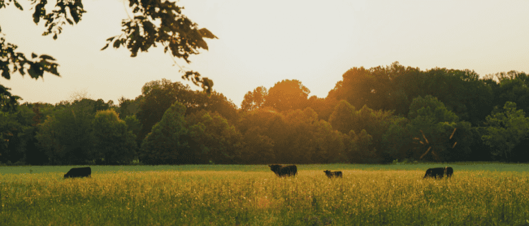 A group of cows grazing in a field at sunset.