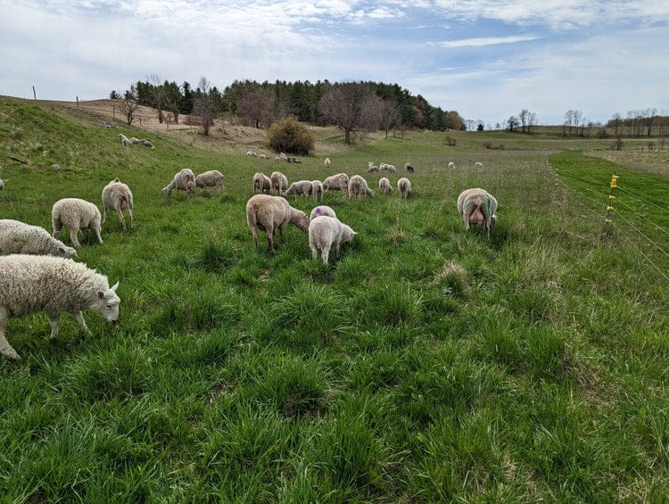 A group of sheep grazing in a field. Photo source: https://allsortsacres.ca/