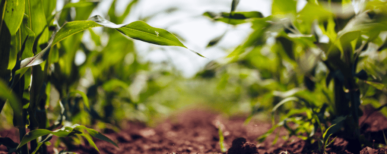 Field of corn.