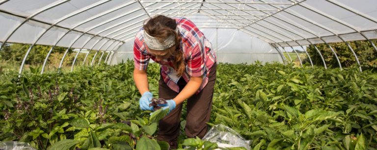 Farm worker harvesting lettuce in a greenhouse.