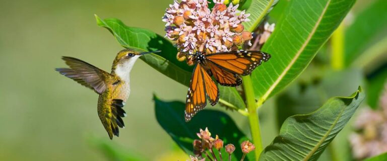 hummingbird and butterfly hummingbird and butterfly