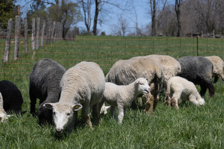 Sheep