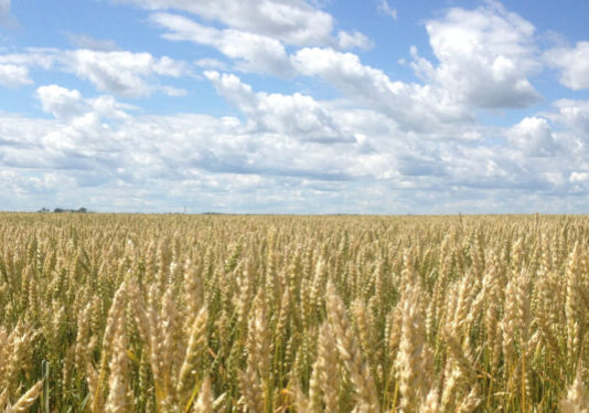 Grains to the horizon and blue skies.