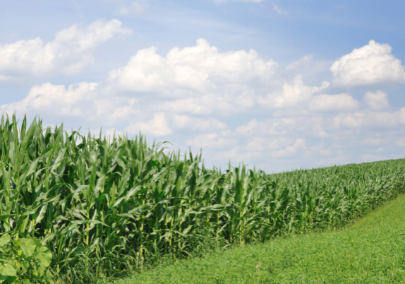 Corn Field (1)