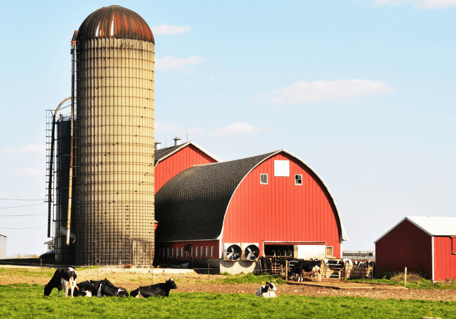 Cows and Barn