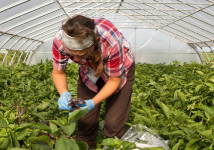 Farm worker harvesting lettuce in a greenhouse.