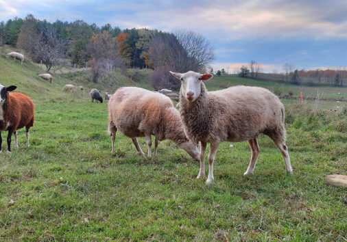 Sheep grazing in a bucolic landscape.