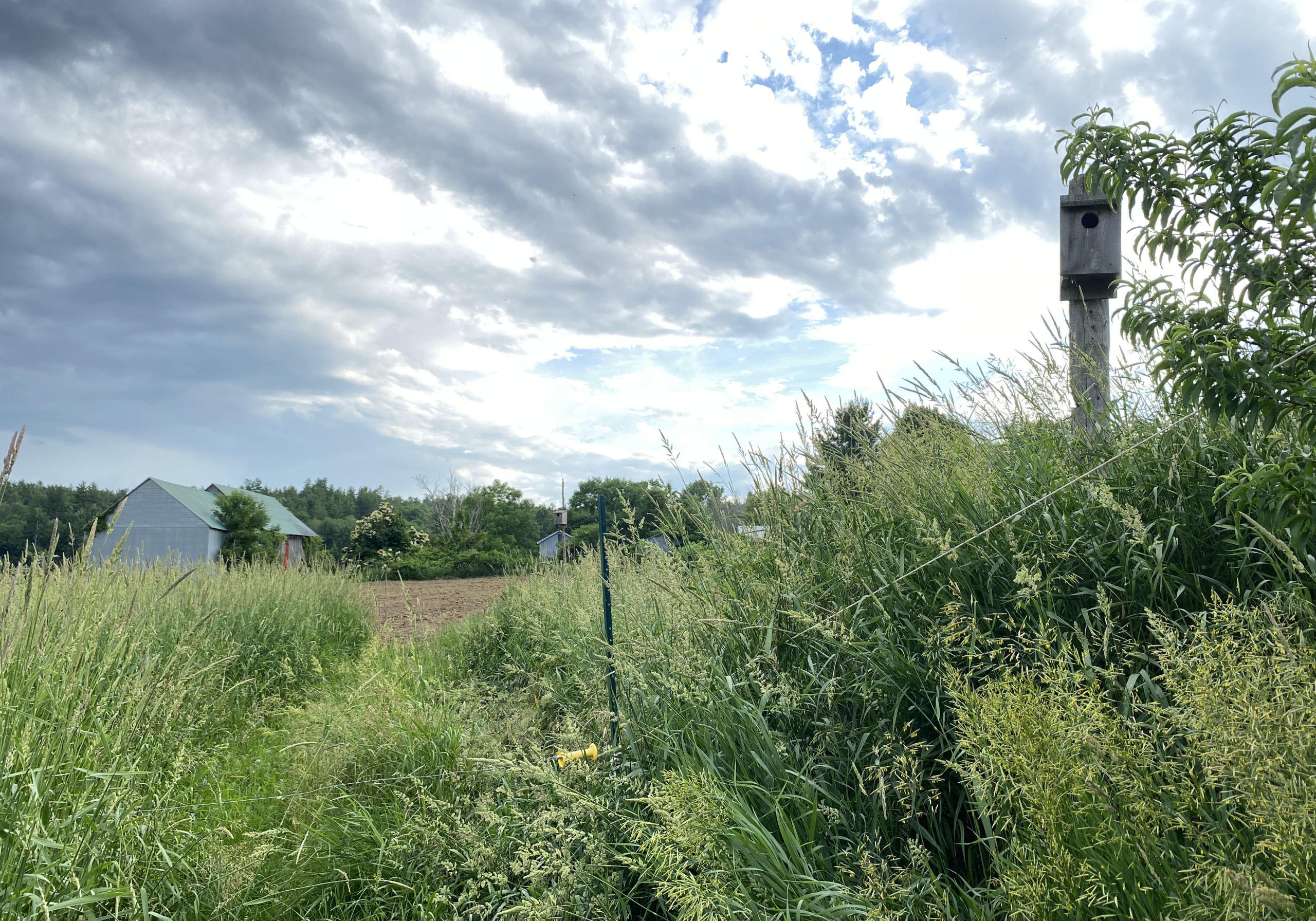 Nature's Apprentice Farm - Alberto - June 2025