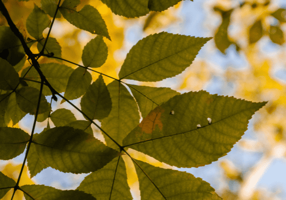 A branch of ash tree leaves.