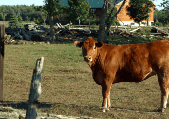 A brown cow standing in a farm field looking at the camera.