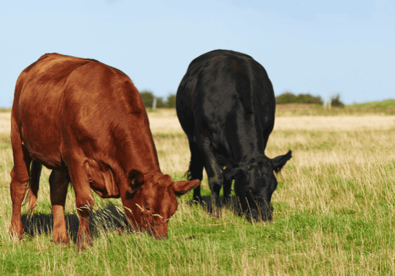 Two cows grazing in an Ontario field on a farm.