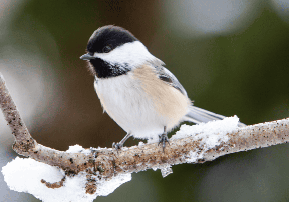 A bird is sitting on a branch covered in snow.