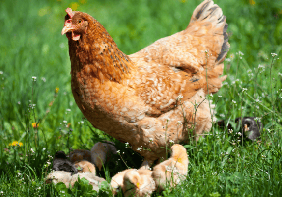 A chicken is walking in the grass with her chicks.