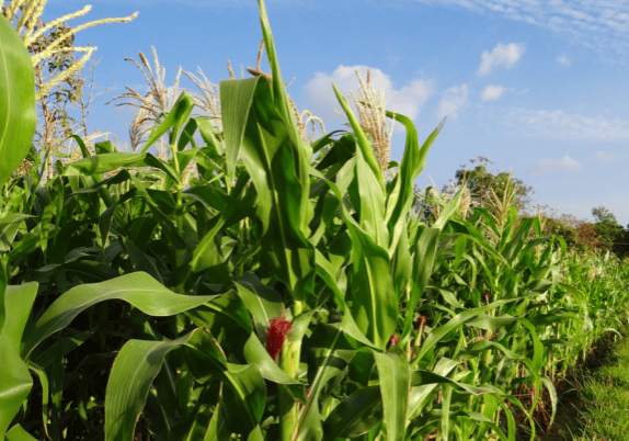 Corn growing in a field.