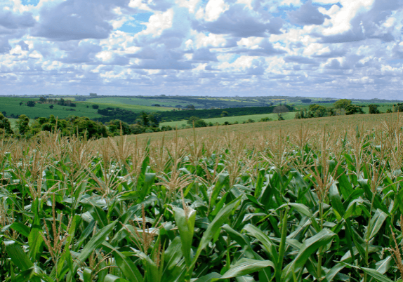 A field of corn with rolling hills on the horizon and a blue, cloudy sky.