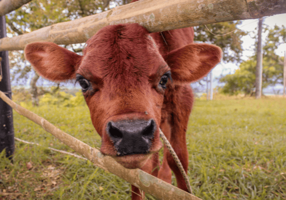 A brown calf peeking out of a wooden fence on a farm.