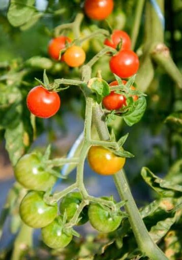 Tomatoes growing on a vine in a garden.