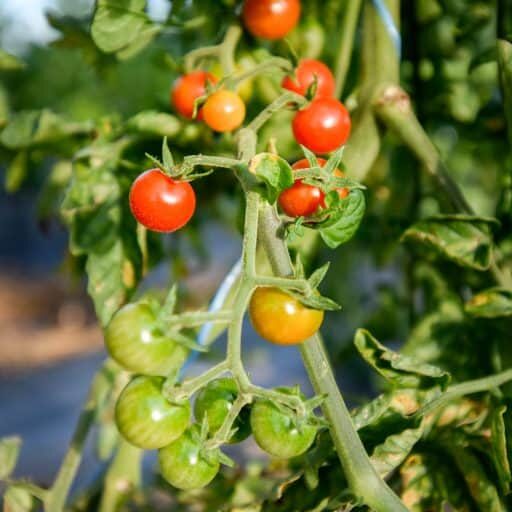 Tomatoes growing on a vine in a garden.