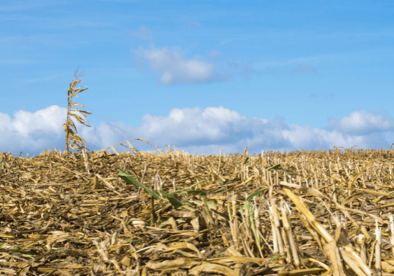 A farm with a field of corn under a blue sky.