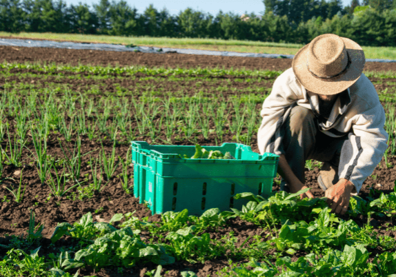 A man in a straw hat picking lettuce on an Ontario farm.