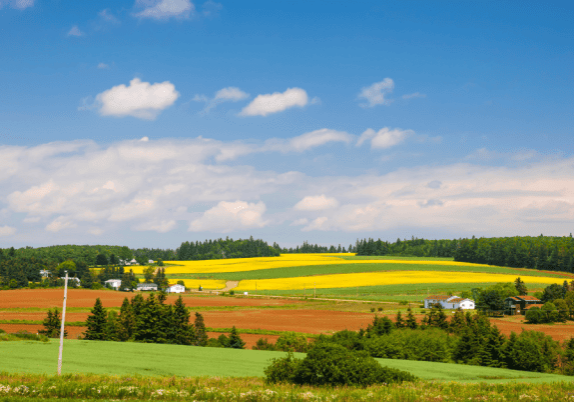 A farm field of yellow flowers surrounded by rows or trees, beneath a blue sky.