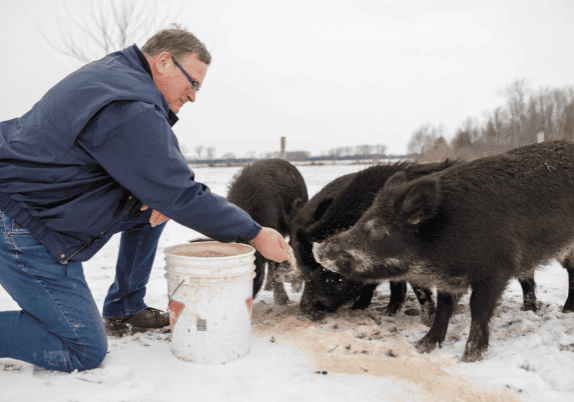 A man feeding a group of pigs our of a bucket on a farm in winter.