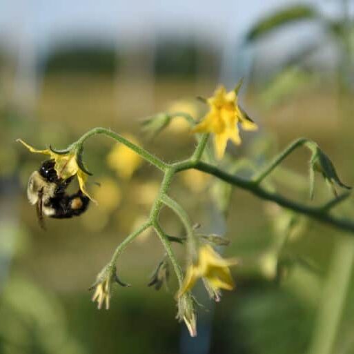 A bee on a tomato plant.