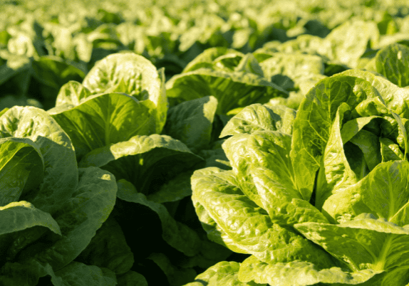 A close up of rows of lettuce growing in a farm field.