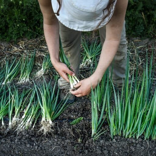 A woman picking up onions from the ground.