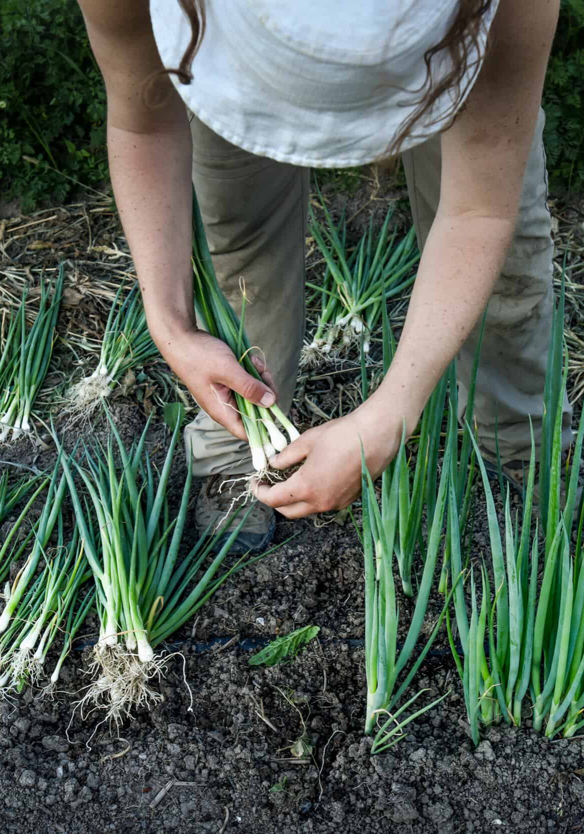 A woman picking up onions from the ground.