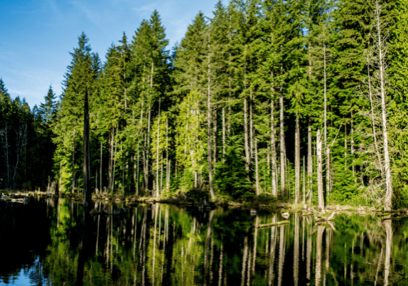 A group of trees reflected in a body of water under a blue sky.