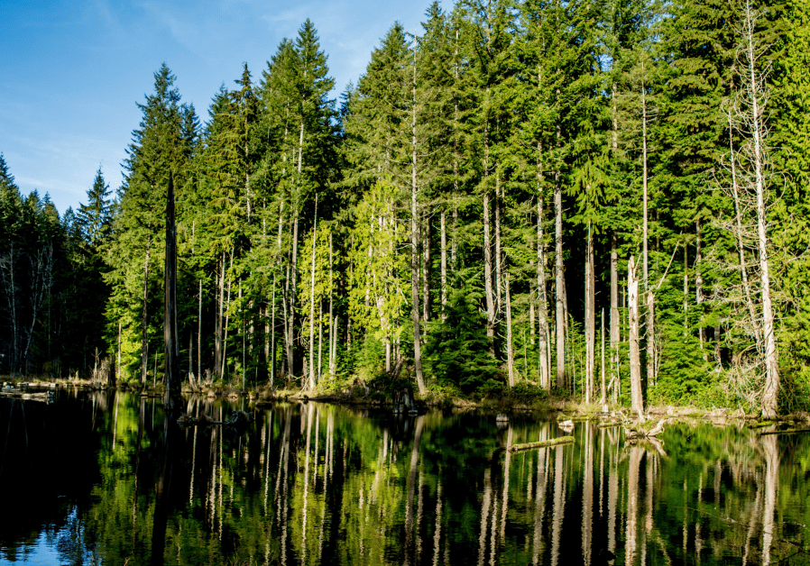 A group of trees reflected in a body of water under a blue sky.