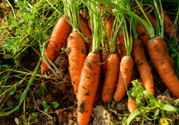 A bunch of carrots are sitting on soil.