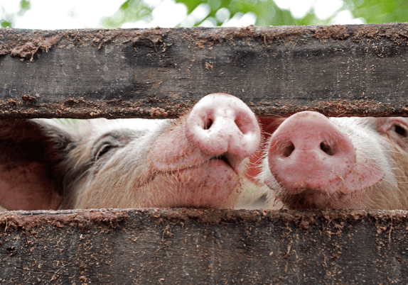 Two pigs peeking out of a farm fence.