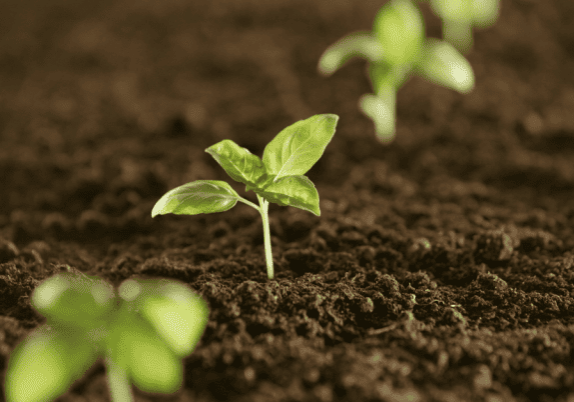 A small row of plants sprouting out of the soil.