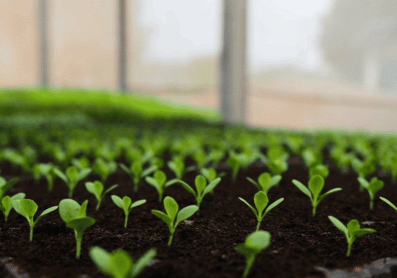 Seedlings growing in trays in a greenhouse.