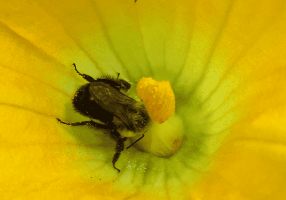 A bee is sitting in the centre of a yellow flower with pollen.