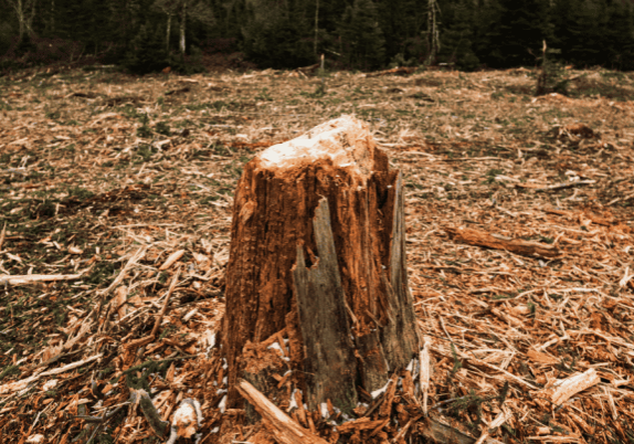 A tree stump in the middle of open ground covered in wood chips.