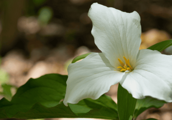 A white trillium flower is blooming in the Ontario woods.