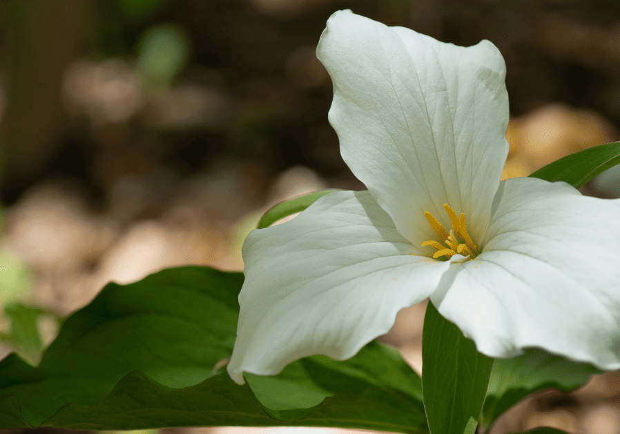 A white trillium flower is blooming in the Ontario woods.