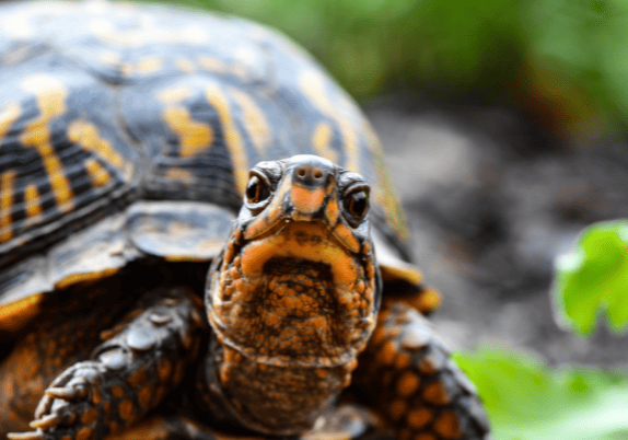 A box turtle on the ground looking at the camera.