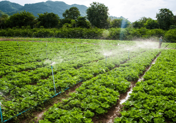A man is irrigating a field of vegetables on a farm.
