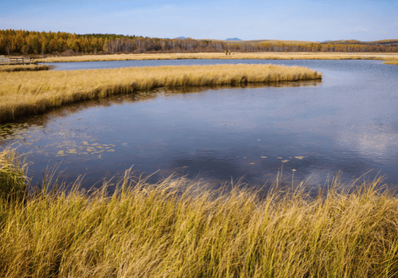 A serene pond nestled amongst trees, with tall grasses swaying gently in the breeze.