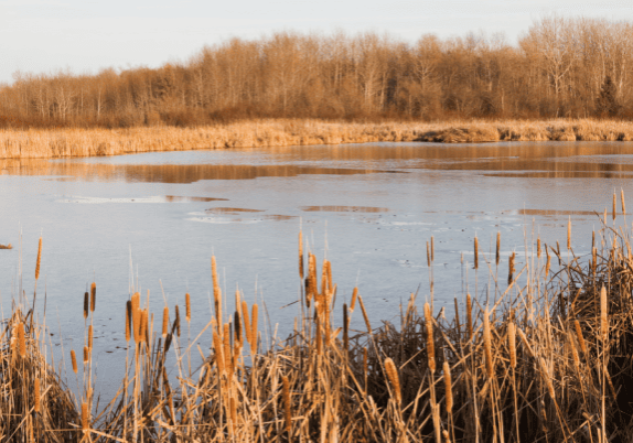 A pond surrounded by reeds and trees.