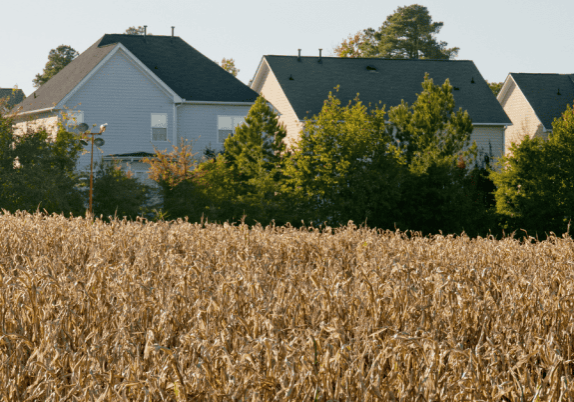 A lush field of golden corn with residential homes in the background.