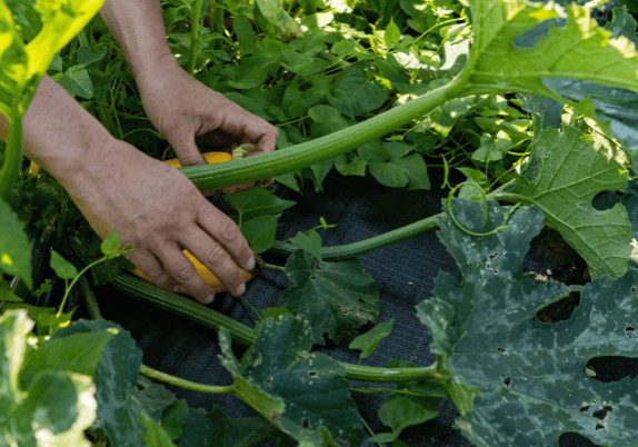 A close up of a person picking a squash plant.