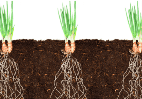 Three onions growing in the soil.